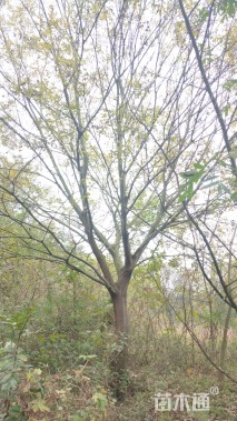 25公分朴树
