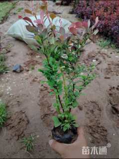 高度50厘米紫叶小檗