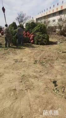 冠幅120厘米卫矛球