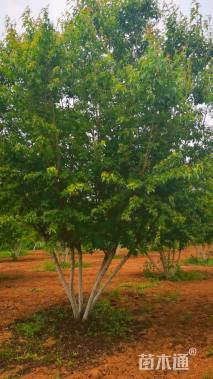 600厘米丛生茶条槭