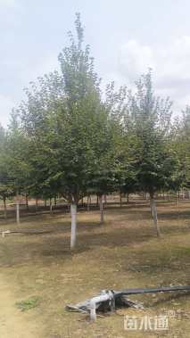 14公分欧洲小叶椴