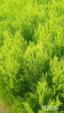 高度50厘米洒金柏