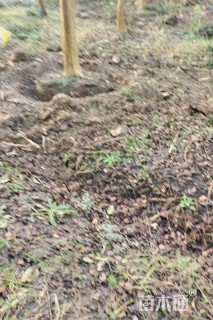 13公分高杆紫薇