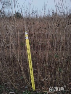 高度110厘米紫穗槐