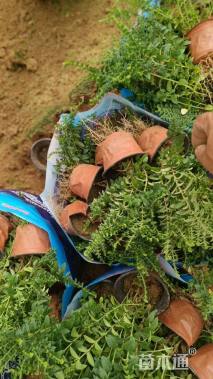 高度20厘米满天星