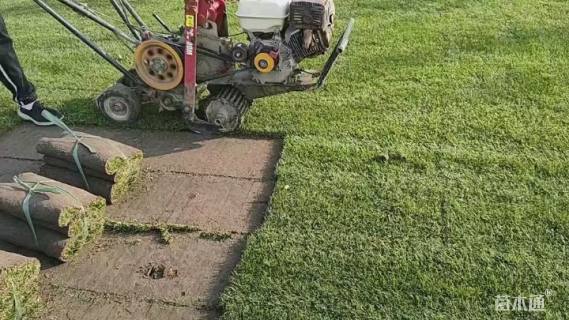 草卷状马尼拉草