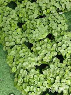 高度15厘米铜钱草