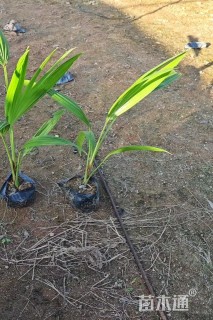 裸干高25厘米蒲葵