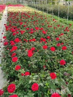 高度60厘米红王子锦带