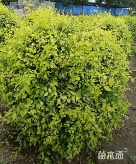 冠幅150厘米金叶榆球