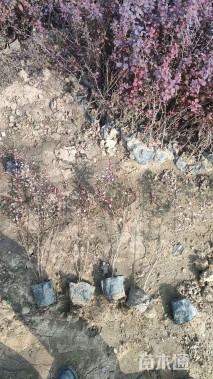 高度30厘米红叶小檗