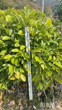 高度80厘米火力楠小苗
