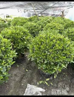 高度100厘米非洲茉莉球