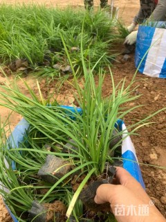 高度19厘米麦冬