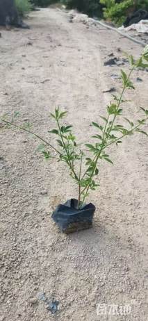 高度20厘米迎春花