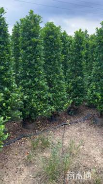 高度170厘米火山榕