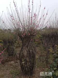 30公分造型红梅