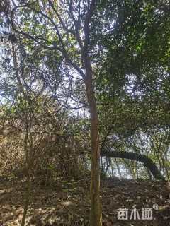 高度2000厘米茶树