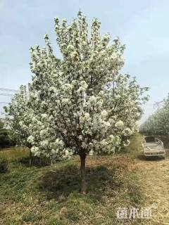 11公分八棱海棠