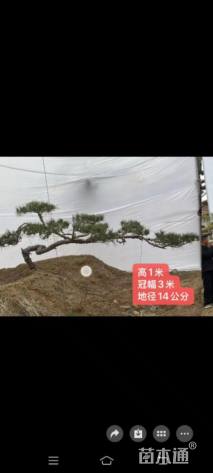 16公分造型油松