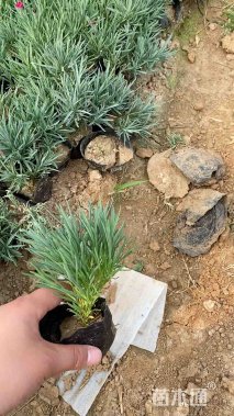 高度15厘米五彩石竹