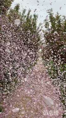 高度400厘米关山樱