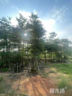 13公分小叶榄仁