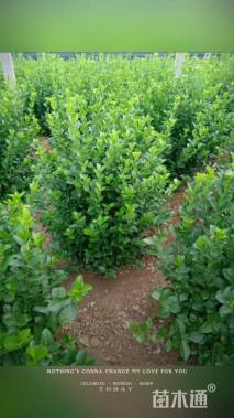 冠幅50厘米卫矛球