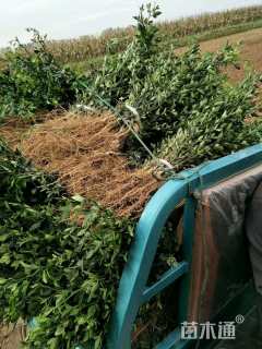 高度40厘米枸橘小苗