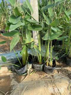 高度30厘米再力花