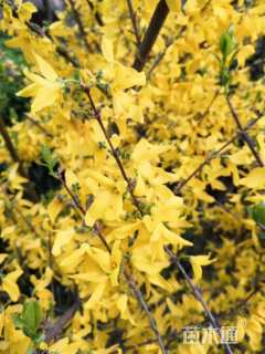 高度150厘米连翘