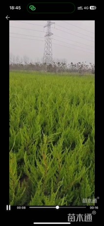 高度35厘米小龙柏