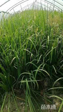 高度60厘米鸢尾