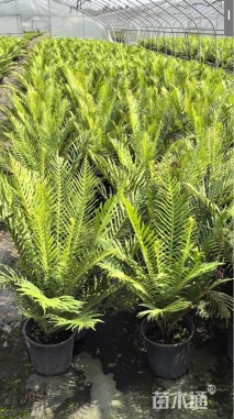 高度40厘米富贵蕨