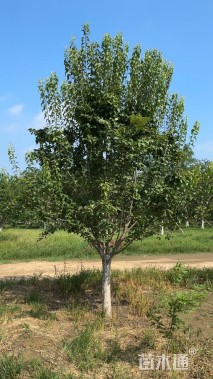 10公分暴马丁香