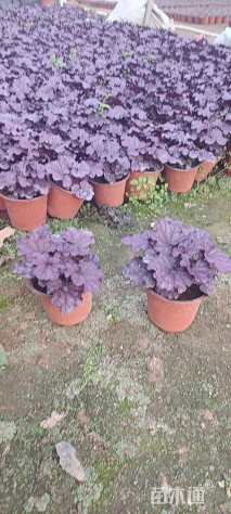 高度15厘米矾根