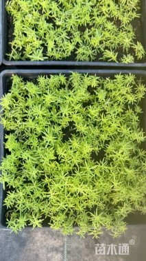 高度5厘米佛甲草