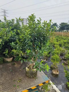 高度150厘米含笑