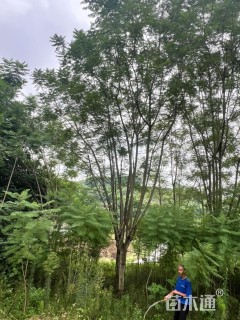 高度1200厘米兰花