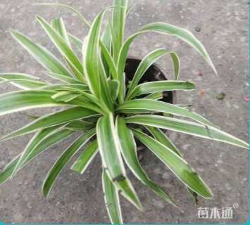 高度20厘米吊兰