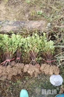 高度35厘米杜鹃