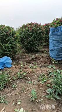 高度100厘米红王子锦带球