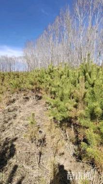 高度90厘米樟子松