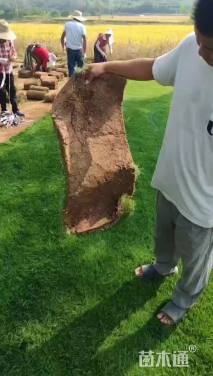 草卷状百慕大草