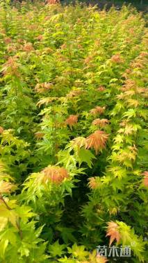 0.6公分日本红枫