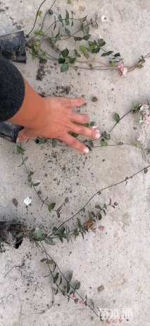 15厘米花叶络石