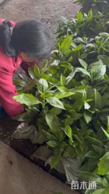 高度30厘米洒金珊瑚