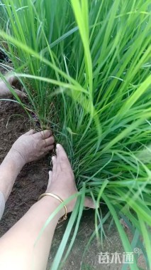 高度50厘米拂子茅