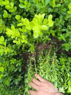 高度35厘米瓜子黄杨