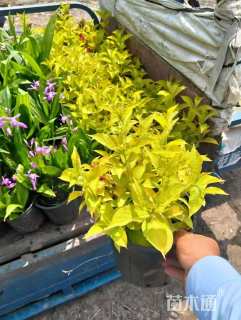 高度30厘米锦带